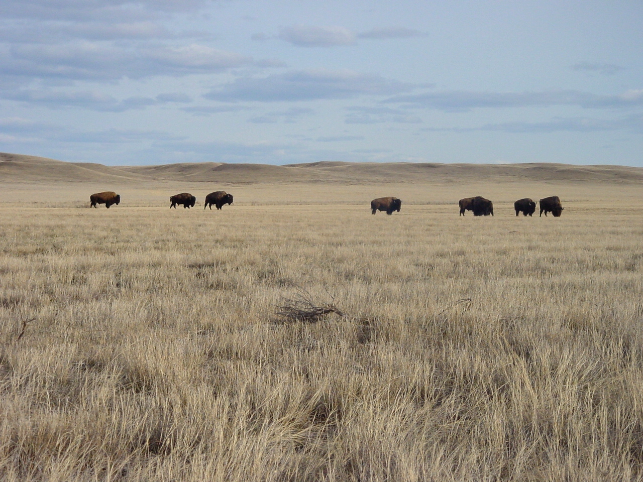 Image Source: https://en.wikipedia.org/wiki/Grasslands_National_Park